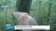 Заснеха едно от най-редките животни на планетата
