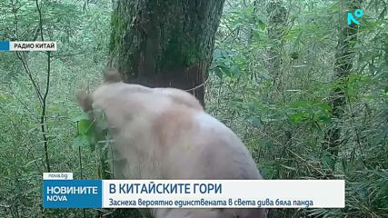 Заснеха едно от най-редките животни на планетата