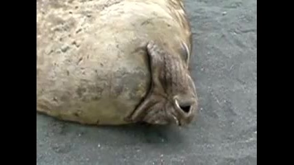 Тюлен хърка, докато спи - смях