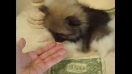 Micro teacup pomeranian puppy for sale parti color (hq) 