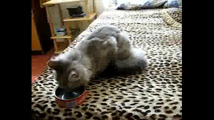 Гладно Коте