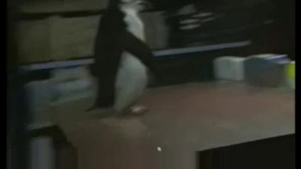 пингвински Ping Pong 100 % гарантиран смях