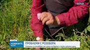 Празник на розата в Карлово: Производители алармират за ниски изкупни цени и липса на работници