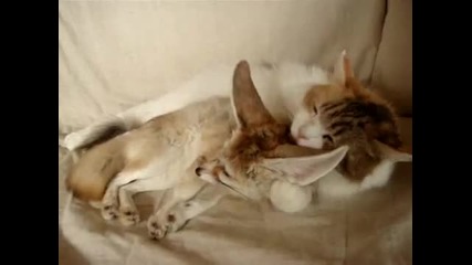 Коте и лисица