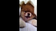 Как се събужда един мързеланко? ;) Сладурското кученце Boo...