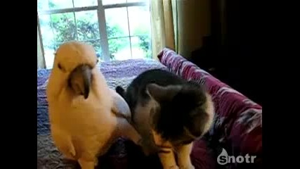 Папагал масажира коте