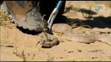 Man vs. Wild - Rattlesnake Strike _ Extreme Desert