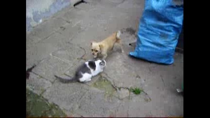Куче ws Котка 