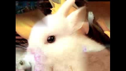 Сладки Животни