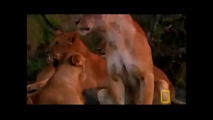 Lion Motherhood - Superpride 