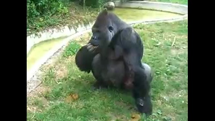 Crazy gorilla eating his own poo 