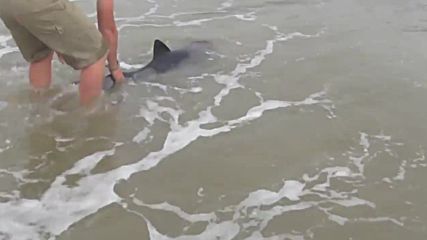 Мъж спасява бебе делфин изхвърлено на брега