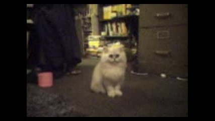 Silver Persian Cat Says, Hi!