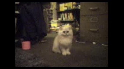 Silver Persian Cat Says, Hi!