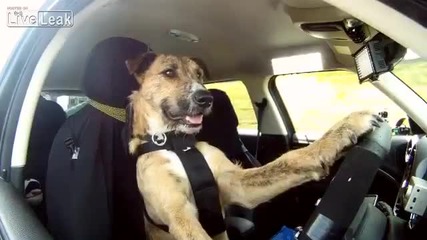 Вижте колко добри шофьори могат да бъдат кучетата!
