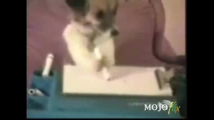 Funny - Dogs.wmv