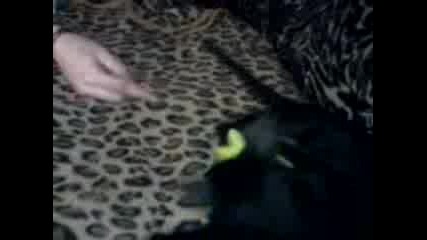 lydata Maq xaxa