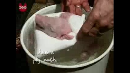 И Прасенцата Ги Къпят - Смях