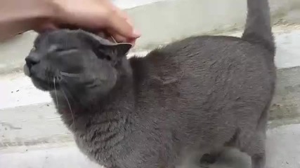 Dubstep Kitty