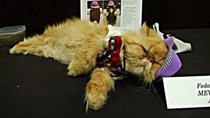 Котки "дефилират" по червен килим на модно шоу
