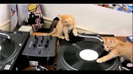 Котета Dj-и !