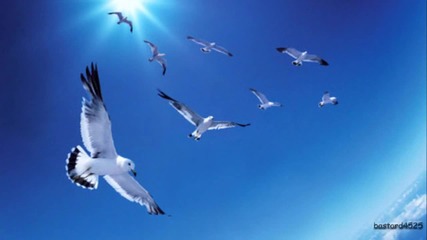 Bob Marley & The Wailers - Wings Of A Dove