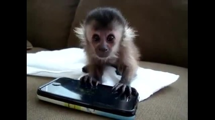 Сладка малка маймунка си играе с iphone - Сладурско