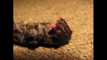 Mouse With Parasite