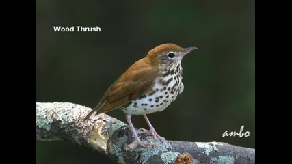 Звуци от природата - Wood Thrush