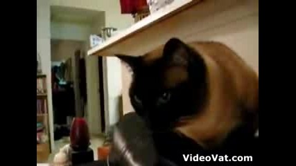 Cat Somewhat Pertubed By Another Cat