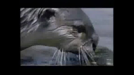 Self Inflating Fish.wmv