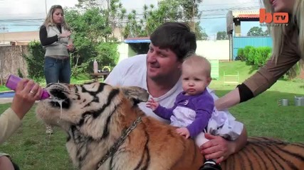 Семейство съжителства с тигър в дома си