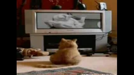 Най - Забавните Котки