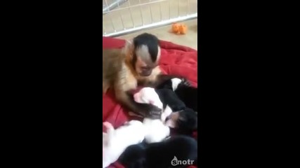 Маймунка Се Гушка С Кученца