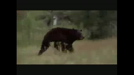 Huge African Lion vs American Black Bear