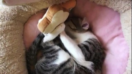 Смешна котешка физиономия