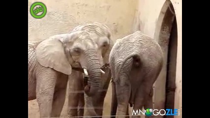 Слон се храни от задника на друг слон 