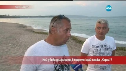 Кой убива делфините в морето край плажа „Корал”?