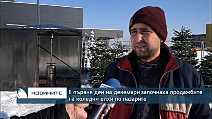В първия ден на декември започнаха продажбите на коледни елхи по пазарите