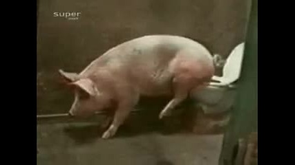 Дресирана свиня ходи до тоалетната (смях) 
