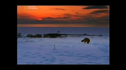 Wild Russia Kamchatka Дивата Русия Камчатка (2009) Част 1 