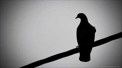 Lautaro Varela - The Young Pigeon (original Mix)