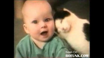 Funniest Cats