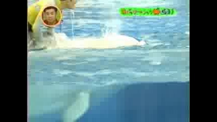 Miyavis white day [ dolphins ]