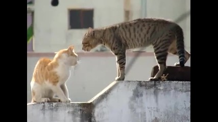две много ядосани котки на ръба на битка (смях)