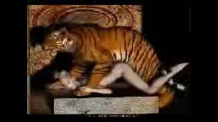 Tigur Shiba Na Koshetka.3gp