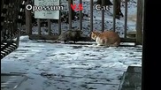 Котка пребива опосум, десен ляв, ляв десен