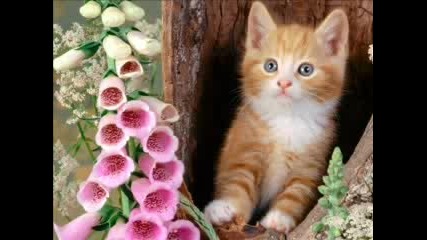 Sweet~and~cute