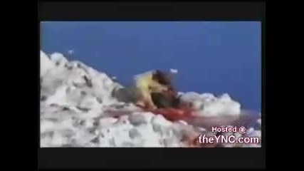 polar bear vs walrus 