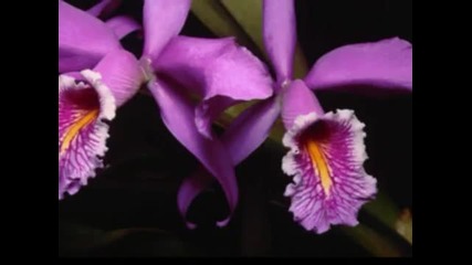 Море от красота - Орхидеи